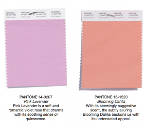 Pantone colors pink lavender and blooming dahlia