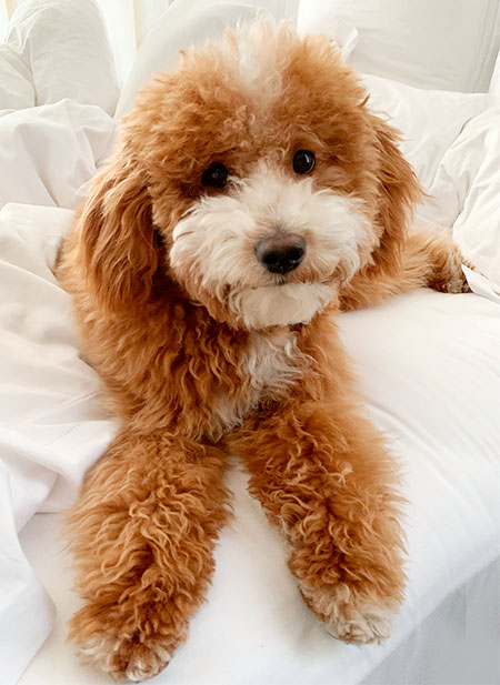 Levi the Mini Goldendoodle Levi the Mini Goldendoodle