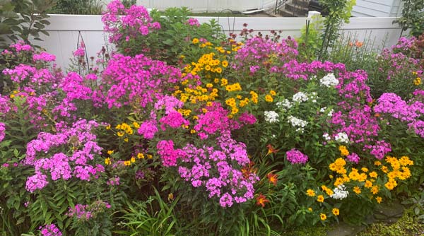 Peggy Jo Donahue garden