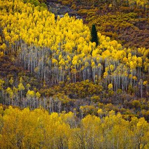 Park City trees