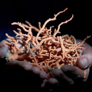 Coral at Precious Sea Summit, a trade event in Naples, Italy